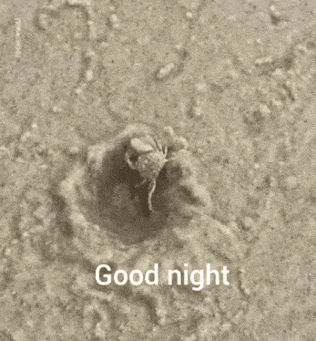 a crab is crawling out of a hole and the words good night are above it
