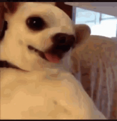 Dog Aggresive GIF - Dog Aggresive Funny GIFs