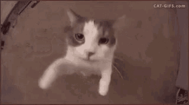 a close up of a white and gray cat wearing a helmet .