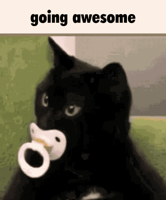Awesome Cat Kitty GIF - Awesome Cat Kitty Awesome GIFs
