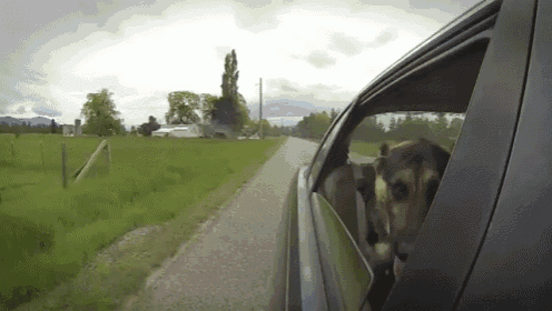 a dog is sticking its head out of the window of a car