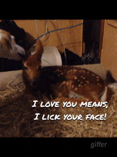 a picture of a deer with the words " i love you means i lick your face "