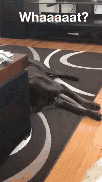 a dog laying on a rug with the word whaaaat written on the bottom