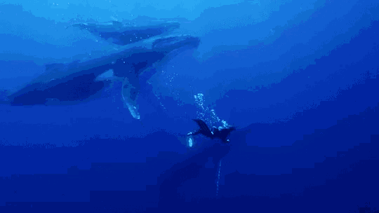 a group of humpback whales are swimming in the ocean .