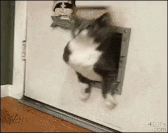 Me After Dinner GIF - Fat Cat Struggling GIFs