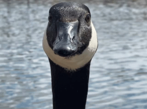 Goose Geese GIF - Goose Geese Goosey GIFs
