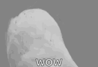 a black and white photo of an owl with the word wow written on it 's face .