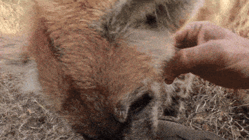 a close up of a person petting a dog 's face