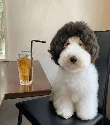 a small white dog wearing a wig is sitting on a chair next to a table with a glass of tea .