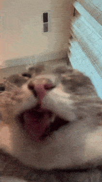 a close up of a cat with its tongue hanging out