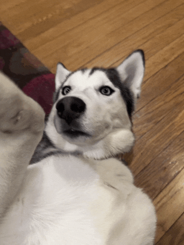 a husky dog is laying on its back and looking up at the camera