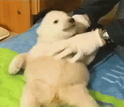 Cute Animals Polar Bear Cub GIF - Cute Animals Polar Bear Cub GIFs