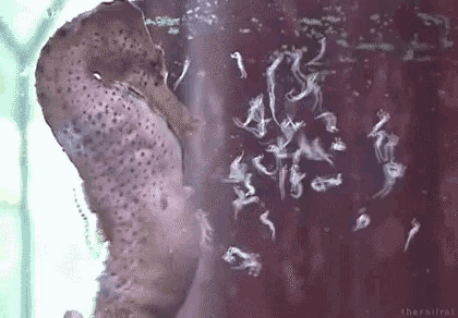 a seahorse is swimming in a tank of water with a lot of bubbles coming out of it .