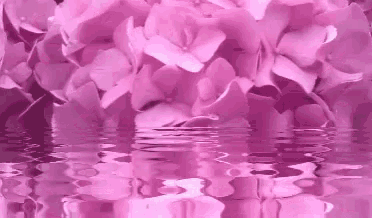 Goodmorning Flowers GIF - Goodmorning Flowers Pink GIFs