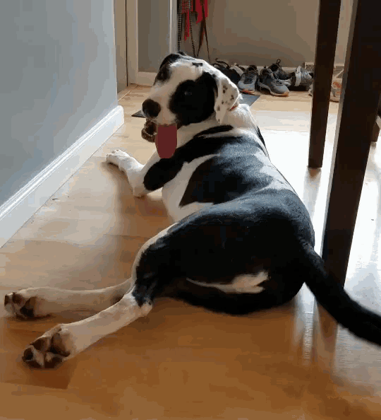 a black and white dog laying on a wooden floor