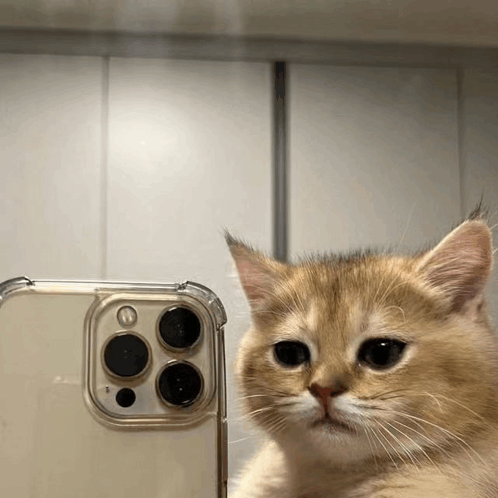 Chipi Chipi Chapa Chapa Cat Phone Cat GIF