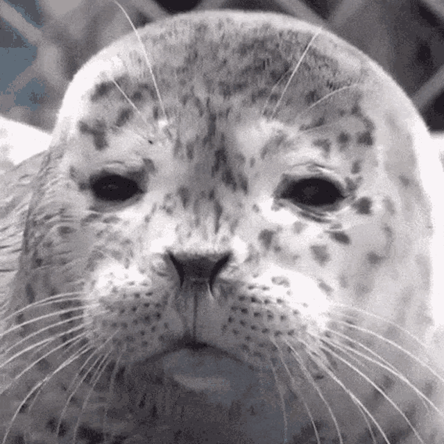 a close up of a seal 's face with a leopard print on it .