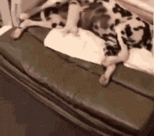 a dalmatian dog is laying on a couch with a blanket on it .