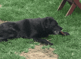 a black dog is laying in the grass chewing on a stick