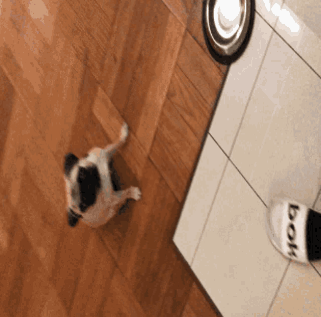 a pug dog is looking up at a bowl on the floor