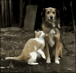 a dog and a cat are standing next to each other and the dog is scratching the cat