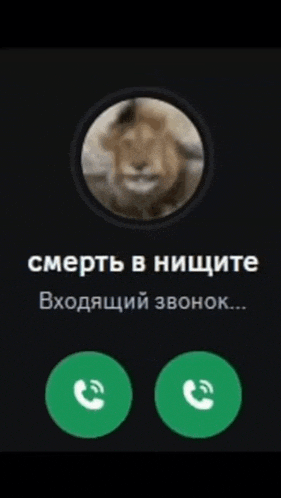 a phone screen with a picture of a lion and the words " смерть в нищите "