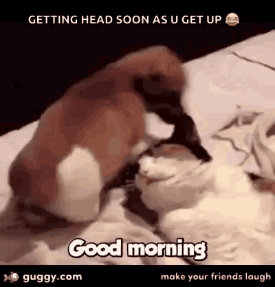 a dog and a cat are laying on a bed and the dog is saying `` getting head soon as u get up '' .