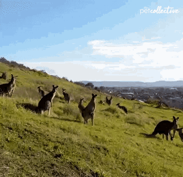a bunch of kangaroos are standing in a grassy field with the words petcollective on the bottom right