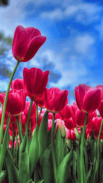 a bunch of red tulips with green leaves against a blue sky