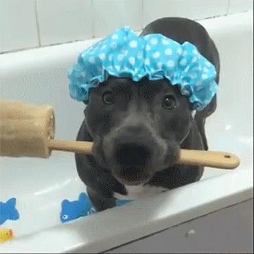 You'Re About To Hop In The Shower And They Still Wanna Talk To You GIF - Shower Dog Doggo GIFs