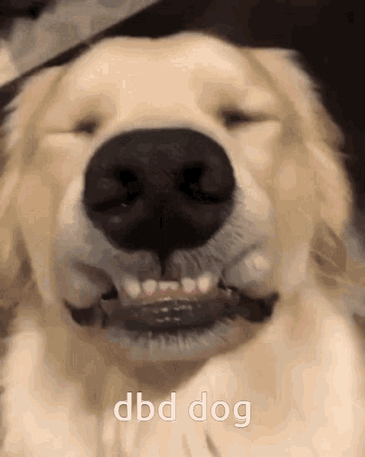 Dbd Dog GIF - Dbd Dog Swag Life GIFs