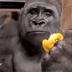 a statue of a gorilla eating a banana .