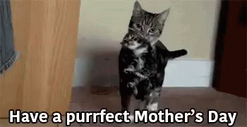 Happy Mothers Day Cat And Kitten GIF - Happy Mothers Day Cat And Kitten Have A Purrfect Mothers Day GIFs