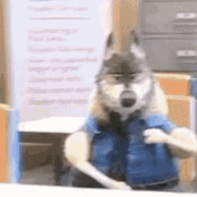 a husky dog wearing a blue vest and tie is standing in front of a mirror .