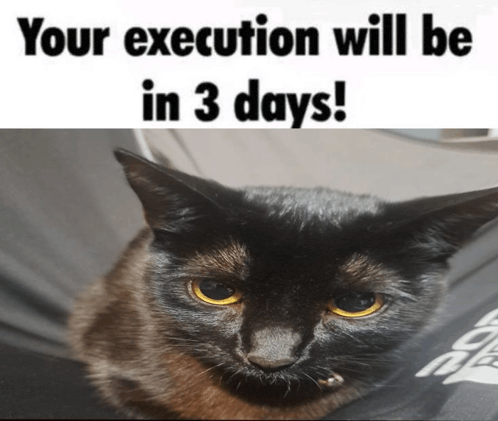 a picture of a black cat with a caption that says " your execution will be in 3 days "