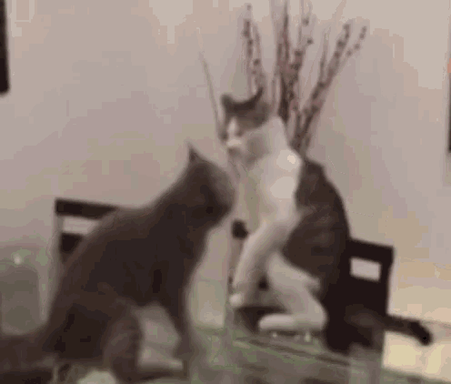 Cats Wrestling GIF - Cats Wrestling Fight GIFs