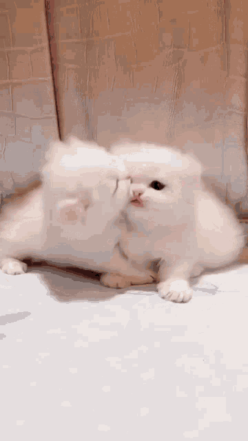 Kittens Tinycat GIF - Kittens Tinycat Viscious Apex Predator GIFs