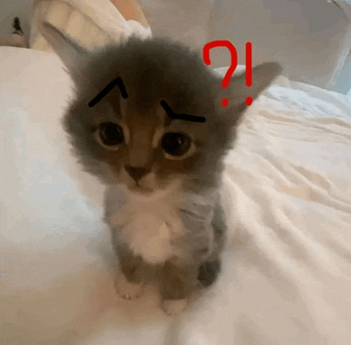 a small kitten is sitting on a bed with a question mark on its head .