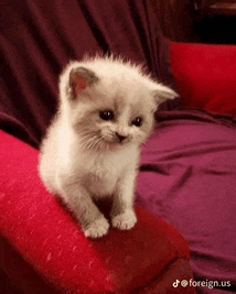 a small white kitten is sitting on a red pillow on a bed