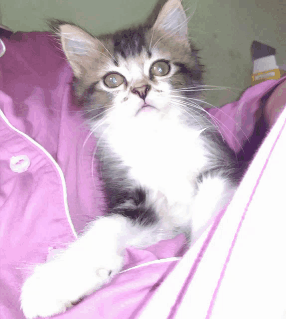 a black and white kitten is laying on a pink blanket