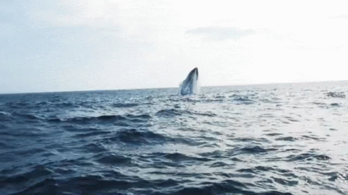 Whale Jump Hd Dolphin GIF - Whale Jump Hd Dolphin GIFs