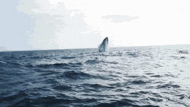 a whale is jumping out of the water in the ocean