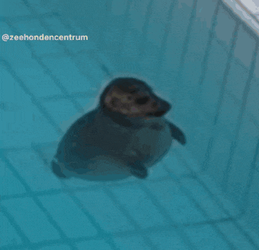 a seal is swimming in a pool with the hashtag zeehondencentrum