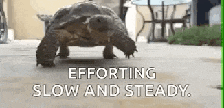 a turtle is walking on a sidewalk with the words `` efforting slow and steady . ''
