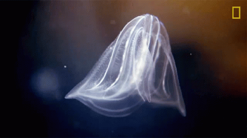 Jellyfish National Geographic GIF - Jellyfish National Geographic Light GIFs