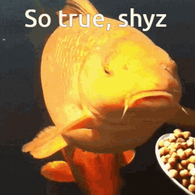 Fish Shyz GIF - Fish Shyz Berserker GIFs