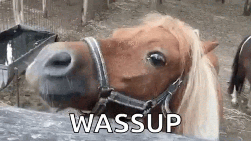 Horse Wassup GIF - Horse Wassup Animal GIFs