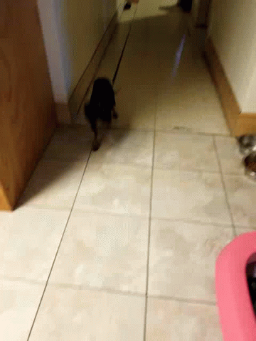Time To Eat Dog GIF - Time To Eat Dog Cute GIFs