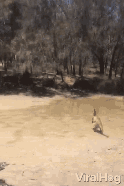 Dive Viralhog GIF - Dive Viralhog Kangaroo GIFs