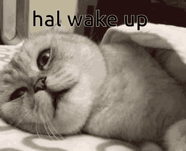 a cat laying under a blanket with the words hal wake up written on it